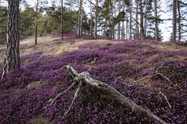 Flowering snow heather