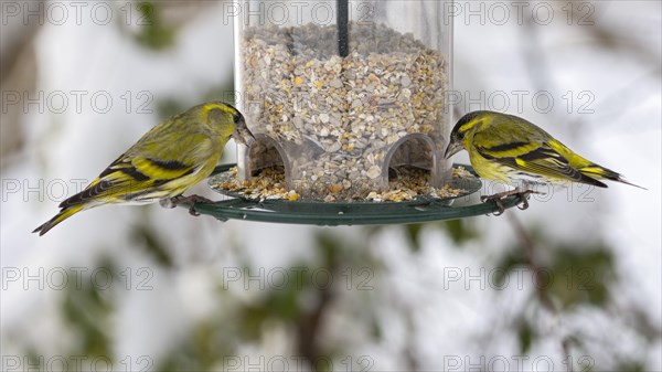 Eurasian siskins