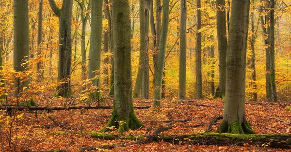 Old beech forest in autumn