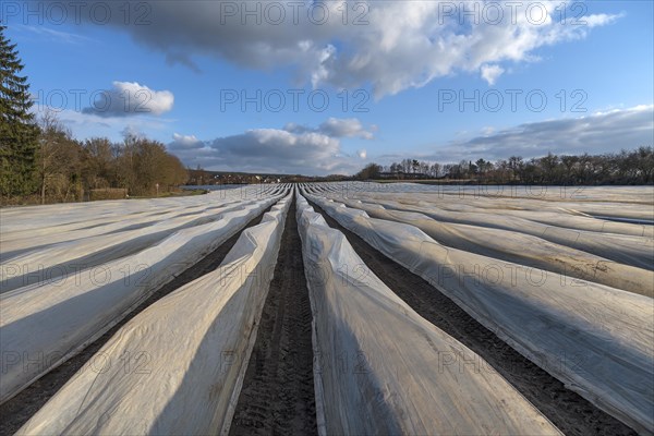 Asparagus field covered with foil