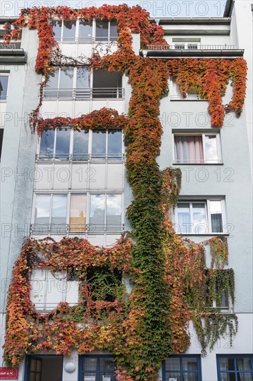 Facade overgrown with three-pointed maidenhair vine