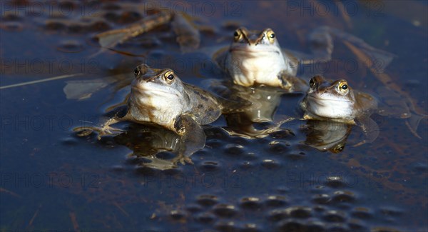 Moor frogs