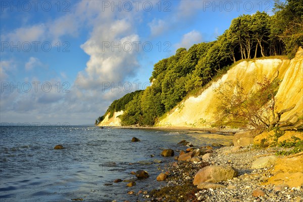 Chalk cliffs on the Baltic Sea in the morning light