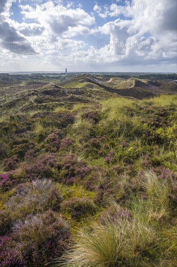 Heath landscape