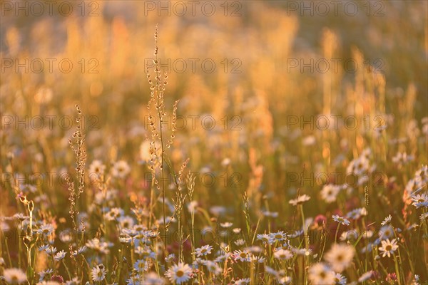 Ox-eye daisy