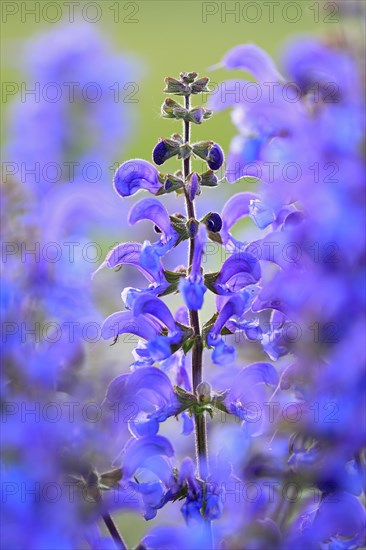 Meadow Clary