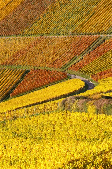 Vineyards wine in autumn colorful leaves colorful nature season in Stuttgart