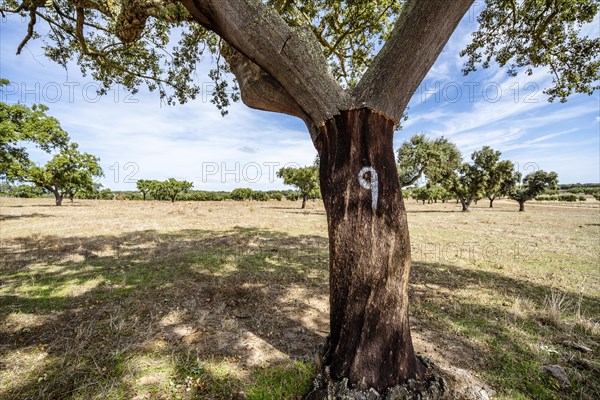 Stripped bark from cork oak on plantation in Alentejo