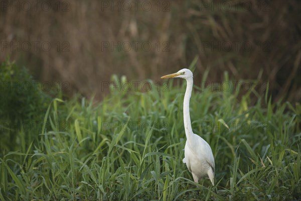 Great egret