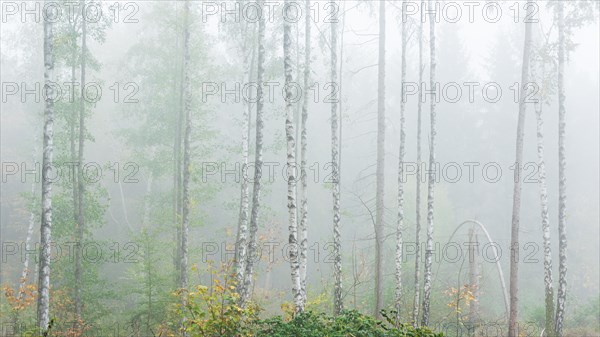 Natural birch forest with dense fog