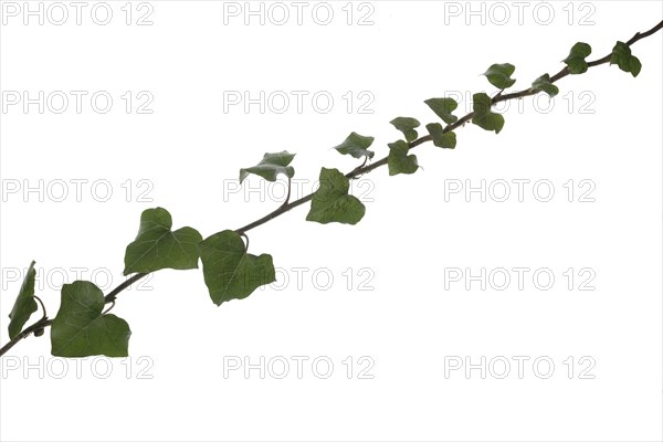 Ivy vine