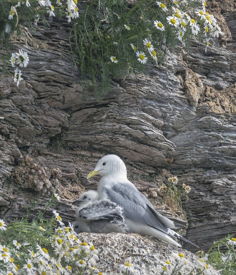 Kittiwake