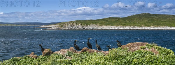 Common shag