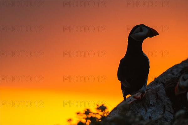 Puffin