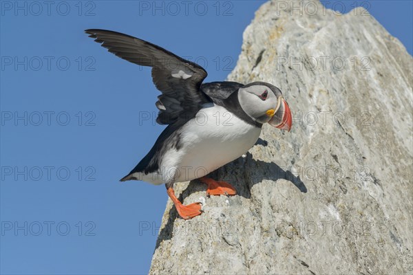 Puffin