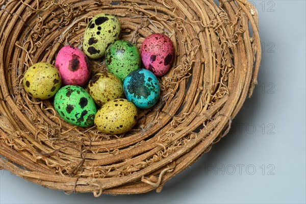 Colored quail eggs in nest