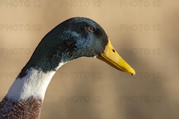 Mallard and domestic duck hybrid