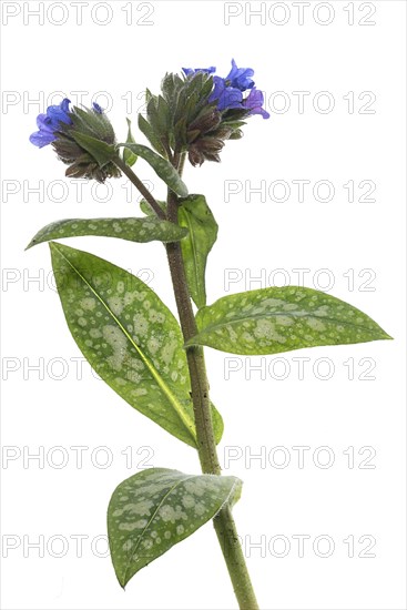 Flowers of spotted lungwort