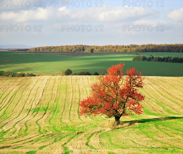 Cherry tree in full autumn colour on harvested field
