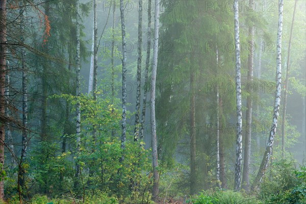 Natural mixed forest with dense fog