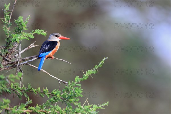 Malachite kingfisher