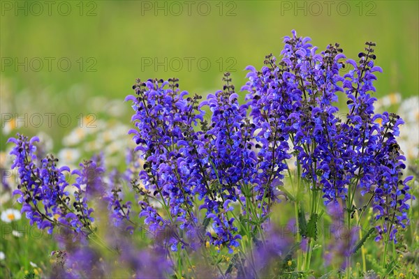 Meadow Clary