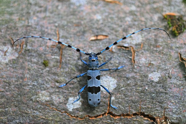 Rosalia longicorn