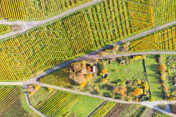 Vineyards wine in autumn nature season aerial view from above in Stuttgart