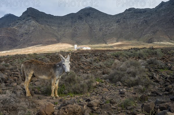 Donkey before Villa Winter in the rocky cliffs of Cofete