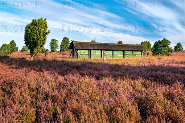 Typical landscape of the Lueneburger Heide with blooming heather