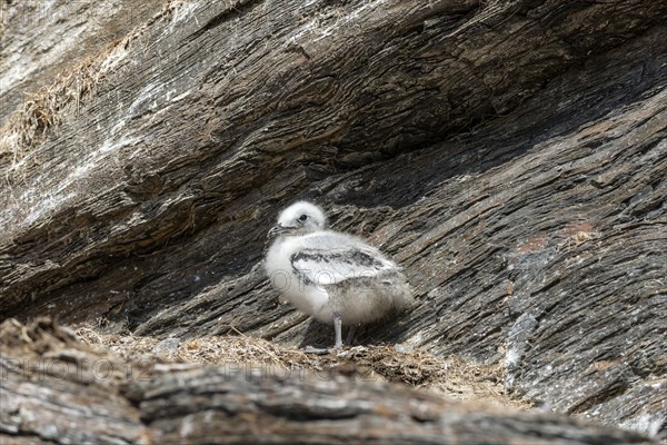 Kittiwake