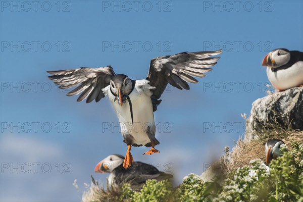 Puffin