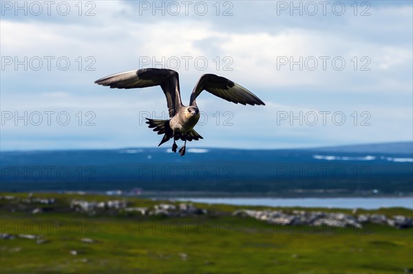 Arctic skua