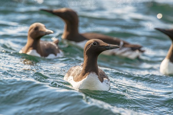 Common Common guillemot