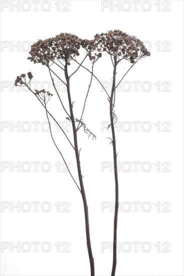 Dried up great orpine