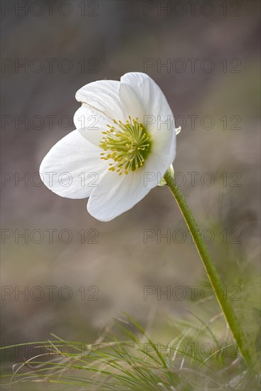 Helleborus niger