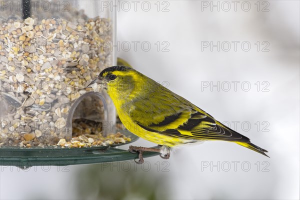 Eurasian siskin