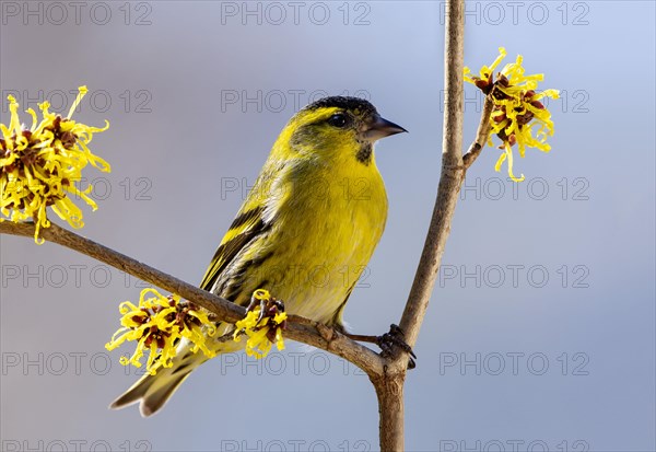 Eurasian siskin