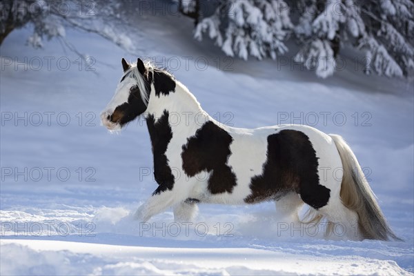 Pied Tinker mare running in deep snow