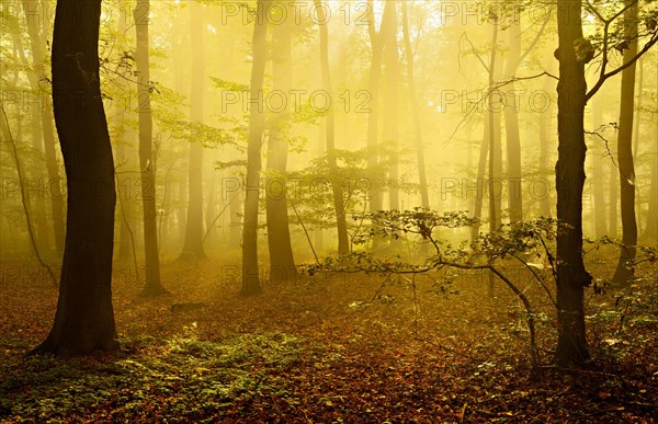 Light-flooded deciduous forest of oaks and beeches