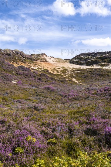 Dunes and heath landscape