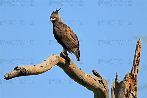 Brown snake eagle