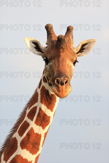 Reticulated giraffe
