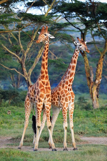 Rothschild's Giraffes