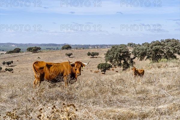 Red cows grassing on dry meadows between cork trees of Alentejo
