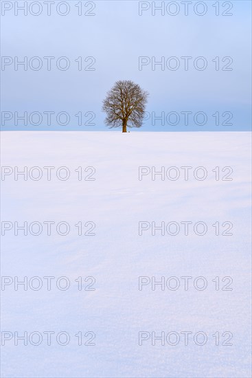 Solitary horse chestnut
