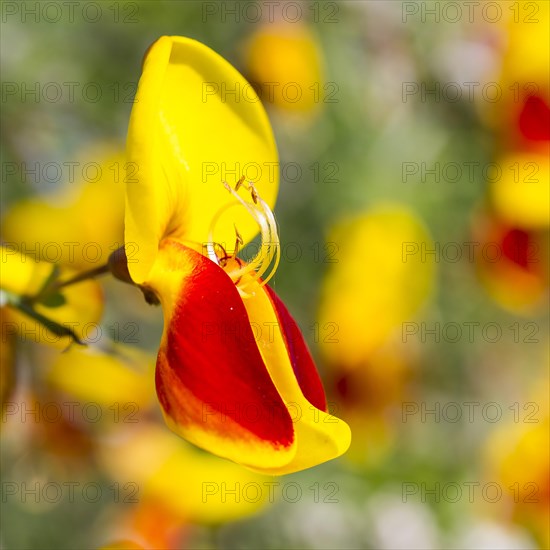 Common broom