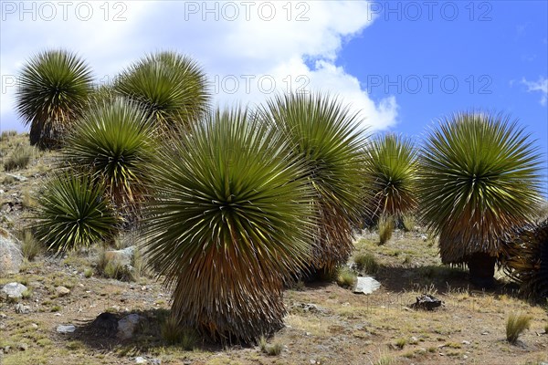 Puya raimondii