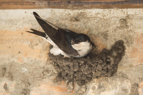 Common house martin