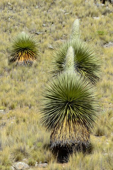 Flowering Puya raimondii